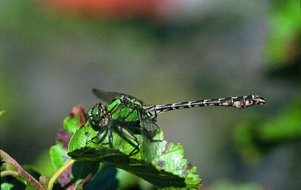 Photo of Ophiogomphus colubrinus by Robert A. Cannings